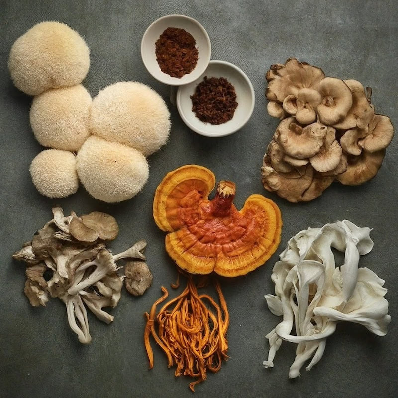 compilation of mushrooms  for tinctured functional mushroom products
