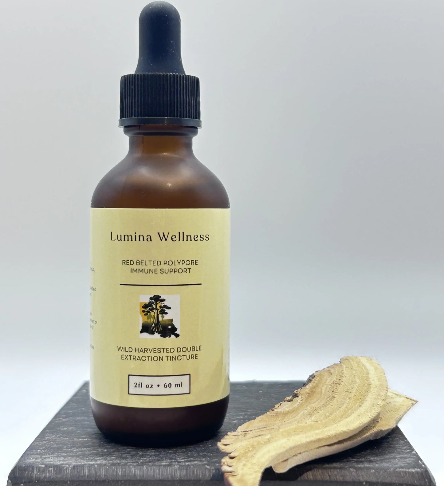 red belted polypore mushroom tincture