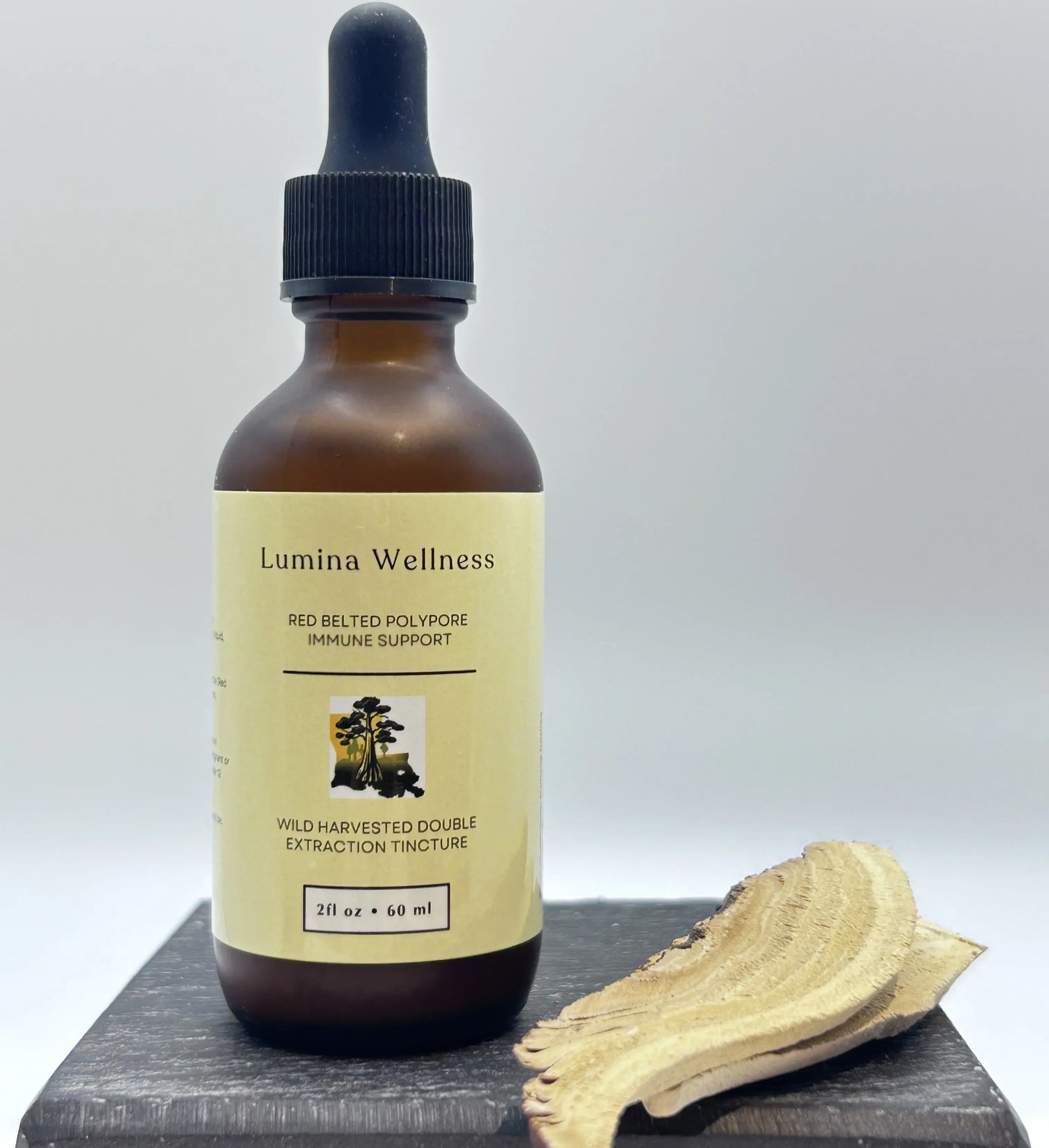 red belted polypore mushroom tincture